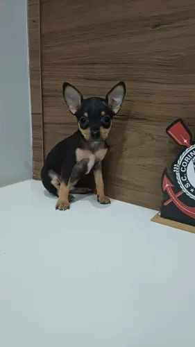 Pincher 0 macho