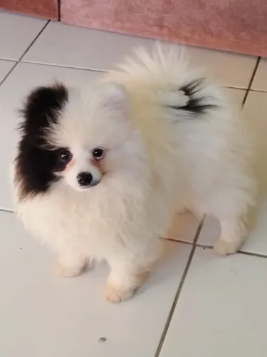 Luluzinha exótica