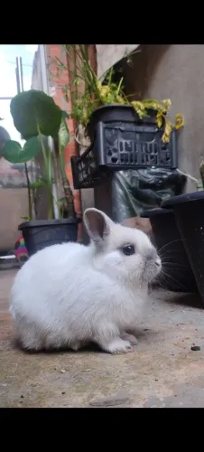 *Mini* coelho E também *Netlard darwf* 