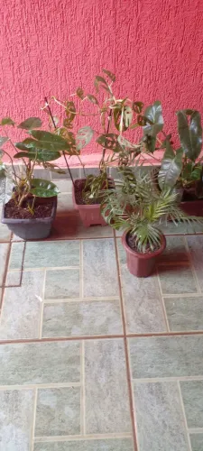 Vasos com lindas plantas