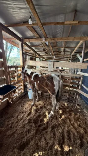 Cavalo Tobiano