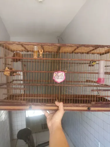 Sibito bom pra vender