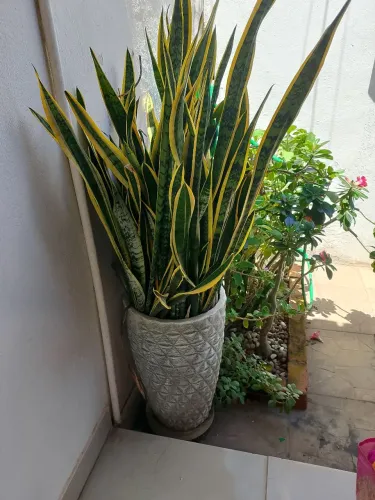 Vaso lindo com espada de são Jorge 