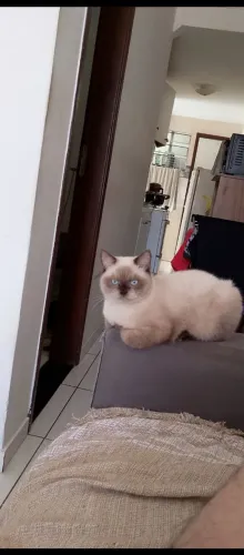Doa-se gato