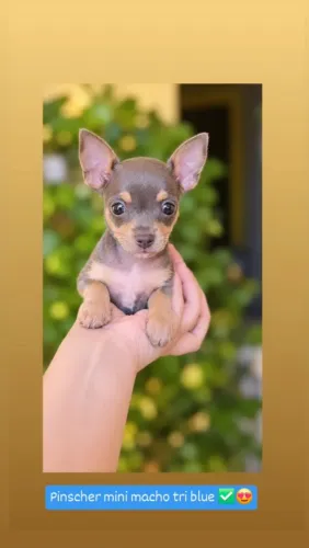 Macho de Pinscher Miniatura Exótico