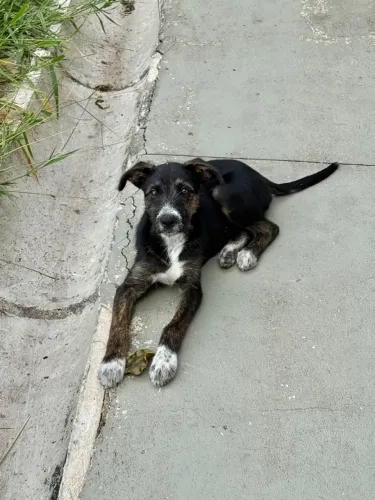 Filhote de cachorro para adoção 