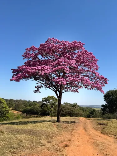 ALUGO PASTO PARA 600 BOIS A APENAS 12 km SANTA BÁRBARA DE GO