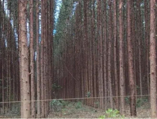 Fazenda de Eucalipto vende, 2.017 hec, em Pirapora MG. 45 milhões.