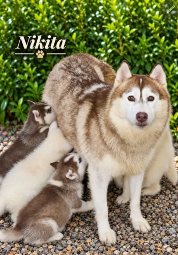 Linda fêmea da raça HUSKY SIBERIANO, com 3 anos e pedigree cbkc!