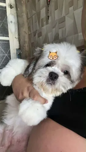 Shitzu fêmea 