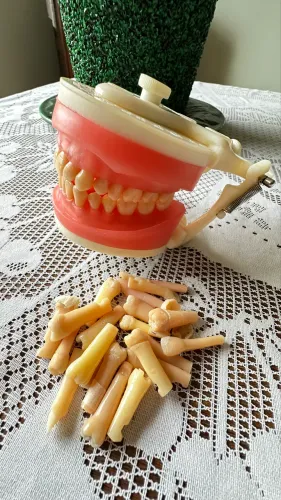 Manequim de Dentística Pronew