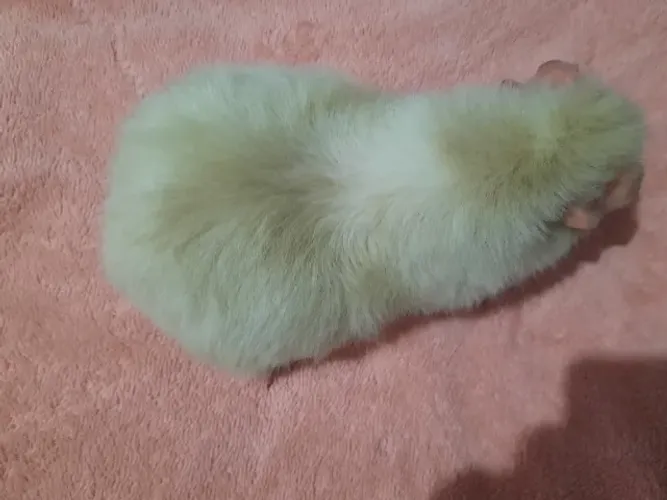 Porquinho da índia raça Us Teddy