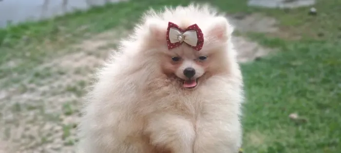 Spitz Alemão lindo e muito peludo!