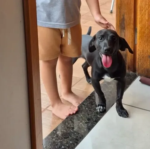 Doação de cachorro