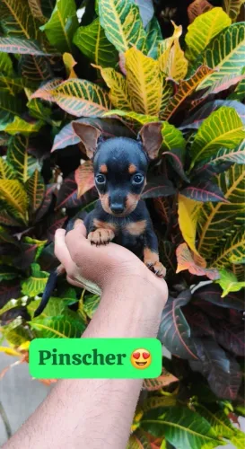 Pinscher com 76 dias com vacinação e cores exóticas