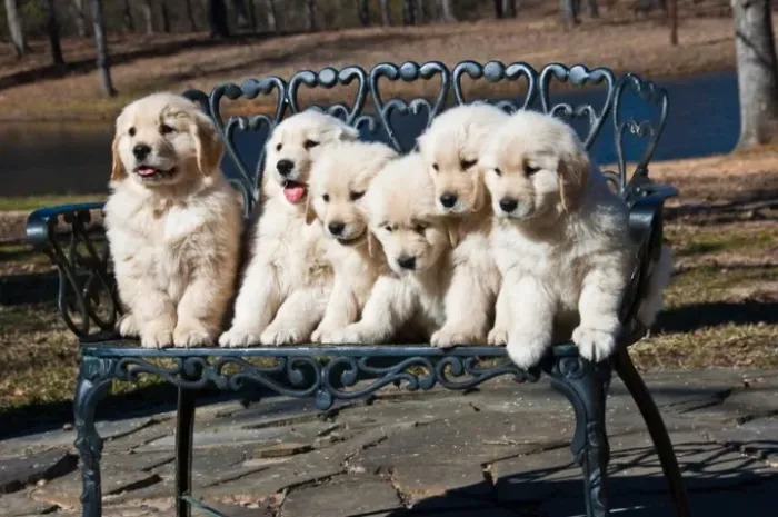 Baby golden retriever excelente temperamento dócil e saudável dócil
