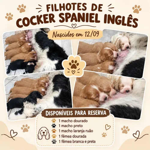 Lindos filhotes de cocker spaniel inglês 