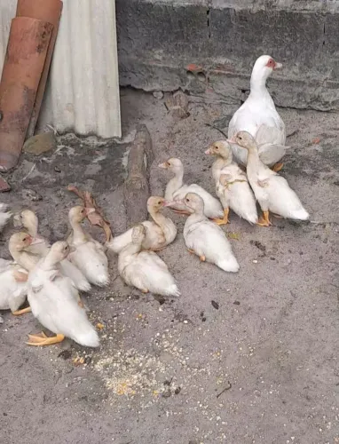 Patos Brancos Filhotes