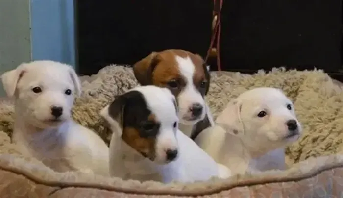 beagle x fox