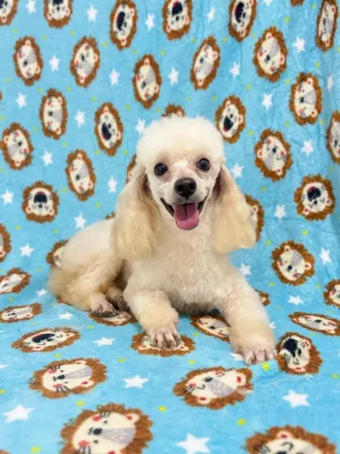 Poodle toy adulto