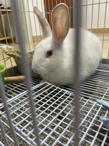 Gaiola novinha, mais brindes