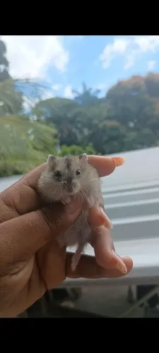 Hamster anão russo 
