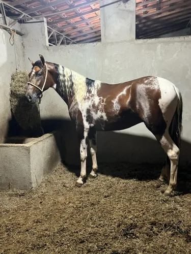 Cavalo marcha picada