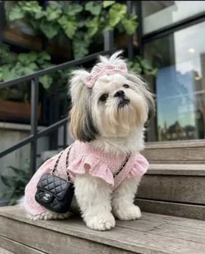 Procurando um amigo fiel? Conheça nossos filhotes de Shih Tzu.