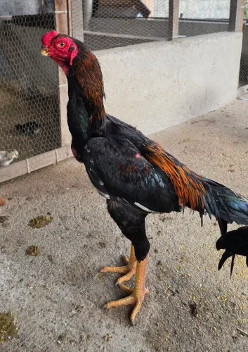 Ovos de índio crista bola com índio crista ferrão