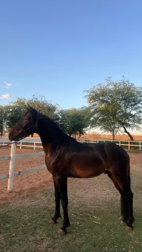Cavalo