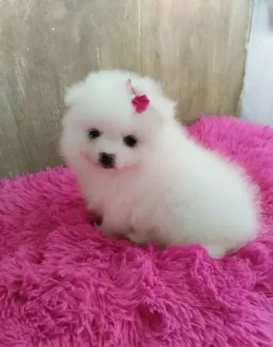 Filhote de spitz alemão um ursinho que encanta a primeira vista