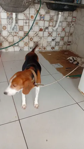 Filhotes de, Bigal com Americano 