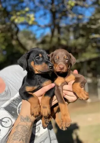 Doberman Filhotes