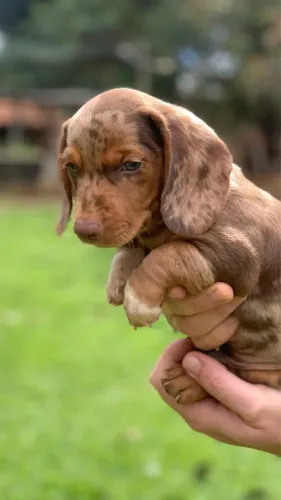 Basset Dachshund Cofap Salsicha Macho Puro
