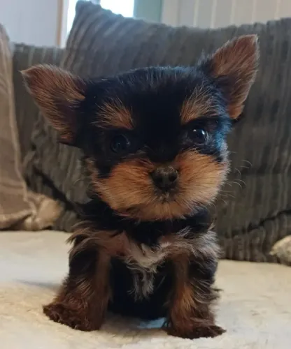 Baby yorkshire super dócil e com ótima socialização familiar
