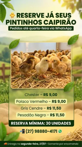 ? RESERVE AGORA SEUS PINTINHOS CAIPIRÃO ANTES QUE ACABEM!