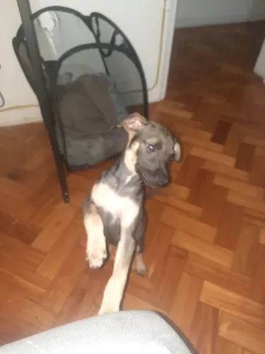 Doação de filhote SRD