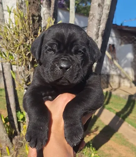 Filhotes de Cane Corso Italiano