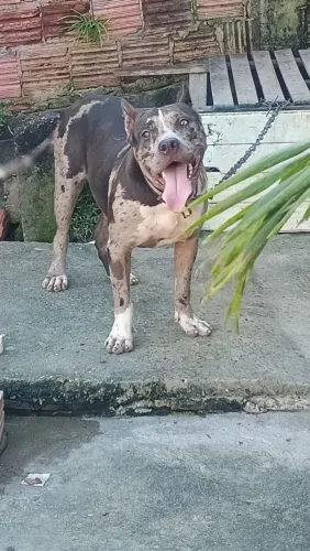  pit Bull moster 