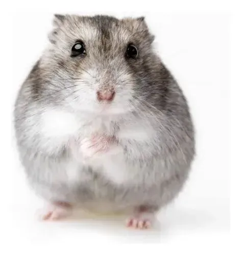filhote macho de hamster chinês