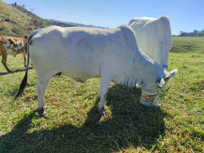 Vaca Nelore a venda