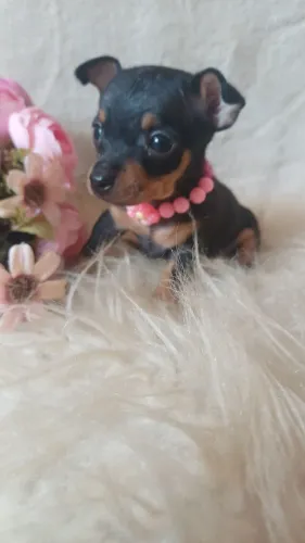 Filhote de pinscher zero