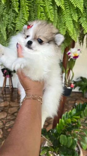 Spitz Alemão Anão