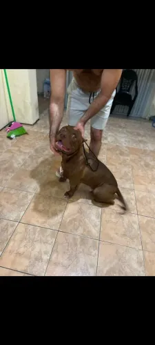 Vende-se um filhote de 7 meses Pit monster 