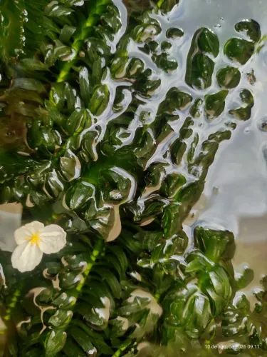 Elódea - "Egeria densa"