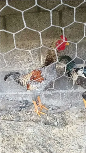 Vende-se frango caipira 