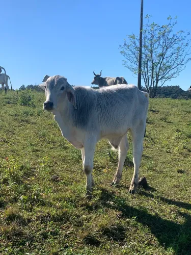 Bezerro Brahman 