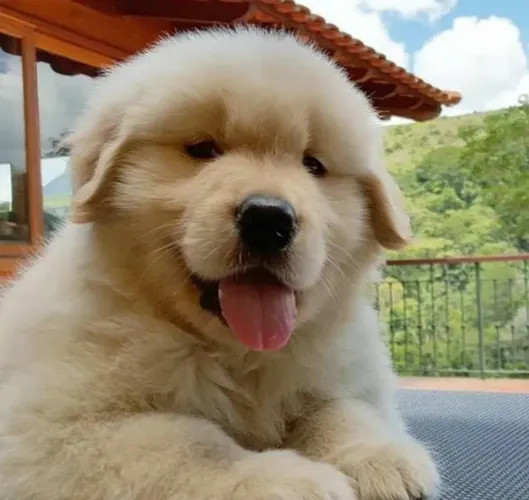 Golden Retriever Uma fofura que merece sair da lista de espera