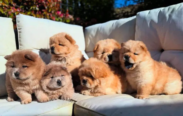 Filhote Chow-Chow, O presente perfeito para sua família está aqui!