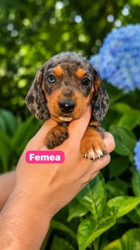 Dachshund Puro - Excelente Qualidade